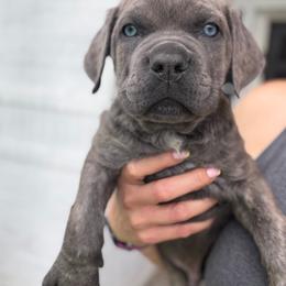 Poseidon - Gray brindle male Cane Corso puppy in Sandia, Texas from OneTime Cane Corso