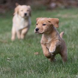 Labrador Retriever Puppies from Sun Ridge Labradors
