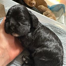 AKC Parsley - Black male Cocker Spaniel puppy in Cincinnati, Ohio from Abundance of Joy LLC Cocker Spaniels