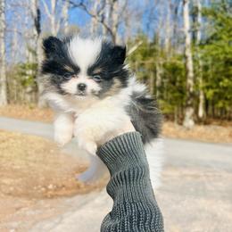Keebler - Black and tan parti male Pomeranian puppy in Buck Valley, Pennsylvania from Buck Valley Pomeranians