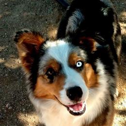 Eden - Border Collie