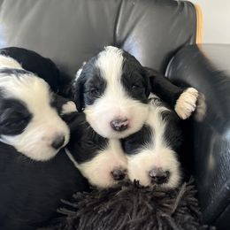 Old English Sheepdog and Sheepadoodle Puppies from Doodlefolk