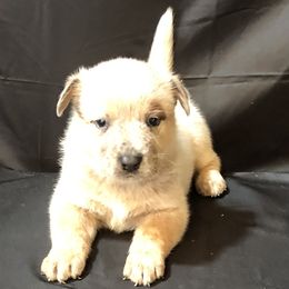 Litter 61-04 - Red speckled male Australian Cattle Dog puppy in Sheridan, Oregon from 6pk Cattledogs