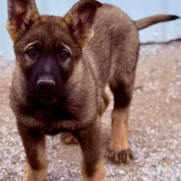 Boy 3 - Sable male German Shepherd puppy in Beech Grove, Arkansas from Ze Zadnich lesu