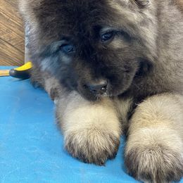 Caucasian Shepherd Dog Puppies from Sila V Krovi