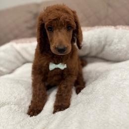 Green collar boy - Apricot male Poodle puppy in Riverside, California from Riverside red poodles