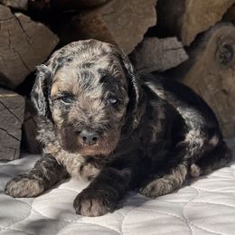 Benji - Merle male Cockapoo puppy in Sheridan, Missouri from Shepherdsfold’s Cockapoos