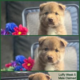 Luffy - Red and white male Siberian Husky puppy in Canton, Ohio from Bleu Skies Siberian Huskies