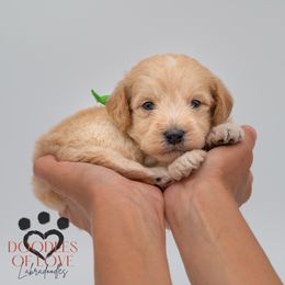 Mister Green - Cream male Labradoodle puppy in Travelers Rest, South Carolina from Doodles of Love Labradoodles