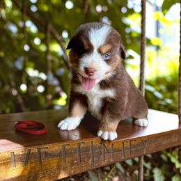 Clifford Harrison - Red tri-color male Australian Shepherd puppy in Statesville, North Carolina from Charming Australian Shepherds