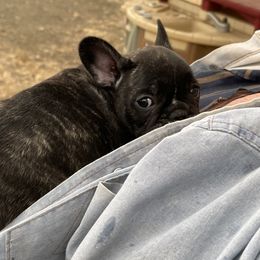Boston Terrier and French Bulldog Puppies from High Plains