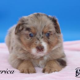 America - Red merle female Miniature Australian Shepherd puppy in Weeki Wachee, Florida from Arlington's Mini Aussies