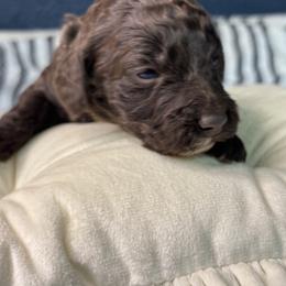 White - Snow - Chocolate female Goldendoodle puppy in Cleveland, Georgia from The O.G. Doodles
