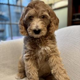 Teal - Cream female Goldendoodle puppy in Newnan, Georgia from Old Line Doodles