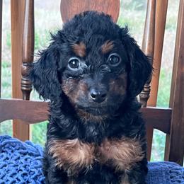 Cally - Tri-color female Bernedoodle puppy in Caldwell, Idaho from Treasure Valley Poodles