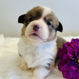 American Corgi and Pembroke Welsh Corgi Puppies from Folly Acres Corgis