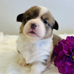 American Corgi and Pembroke Welsh Corgi Puppies from Folly Acres Corgis