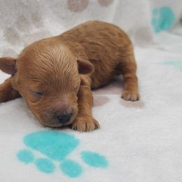 Honey - Apricot female Poodle puppy in Kannapolis, North Carolina from Carolina Poodle Palace
