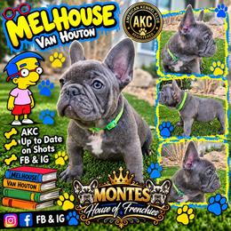 Melhouse Van Houten - Blue male French Bulldog puppy in Avondale, Arizona from Montes House of Frenchies