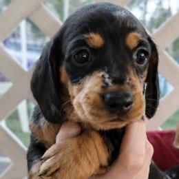 Duke - Black and tan male Dachshund puppy in Aiken, South Carolina from Ming's Mongols
