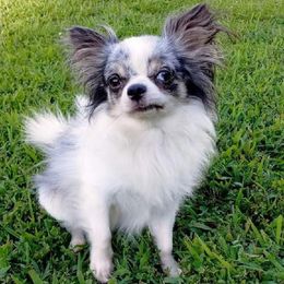 Alphie - Chihuahua
