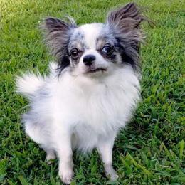 Alphie - Chihuahua