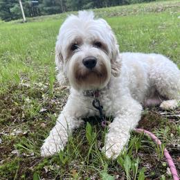 Sophie - Cream female Australian Labradoodle puppy in Bloomer, Wisconsin from Doodles in Bloom