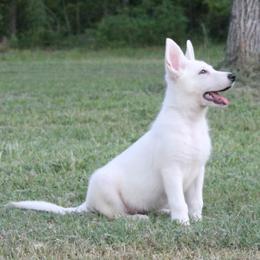 Lime Green - White female German Shepherd puppy in Bexar County, Texas from Scenic Creek German Shepherds and White Swiss Shepherds