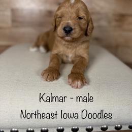 Kalmar - Apricot male Goldendoodle puppy in Cedar Falls, Iowa from Northeast Iowa Doodles