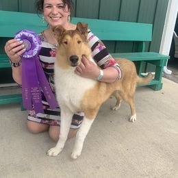 Houdini - Collie
