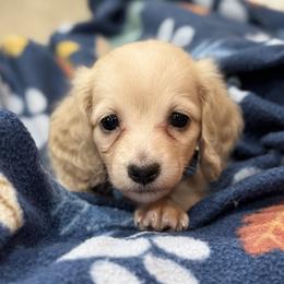 Ivory - Cream female Dachshund puppy in Wharton County, Texas from Country Bumpkins