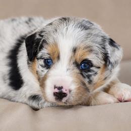 Freedom - Blue merle female Miniature Australian Shepherd puppy in Lowgap, North Carolina from Baileys Mini Aussies