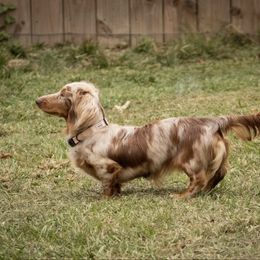 Piper - Dachshund