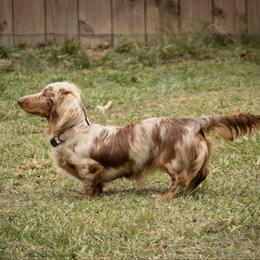 Piper - Dachshund