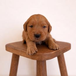 Black Color Boy - Dark golden male Golden Retriever puppy in Loma Rica, California from BloomingPuppies