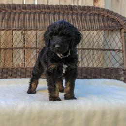 Bernedoodle and Goldendoodle Puppies from Delta Doodles and Poodles