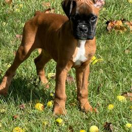 Sailor - Fawn female Boxer puppy in Cicero, New York from MK Boxer Haven of CNY