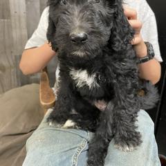 Bernedoodle and Pyredoodle Puppies from Washington Bernedoodles & Pyredoodles
