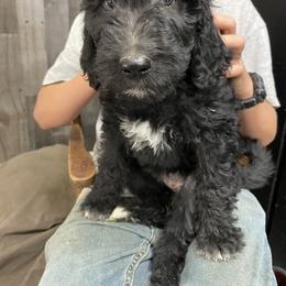 Bernedoodle and Pyredoodle Puppies from Washington Bernedoodles & Pyredoodles
