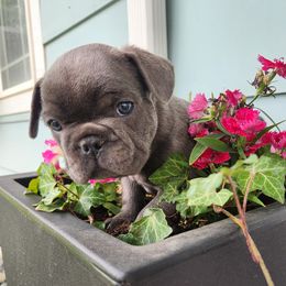 Boy 2 - Blue male French Bulldog puppy in Grand Junction, Colorado from Elisabeth's Frenchies