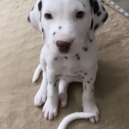 Dalmatian Puppies from Whispered Spots Dalmatians