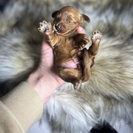 Cavapoo puppies from Show Me Poodles Doodles and Cavaliers
