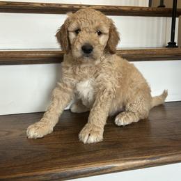 Buddy - Apricot male Goldendoodle puppy in New Waverly, Texas from C.P. Puppy Buddies