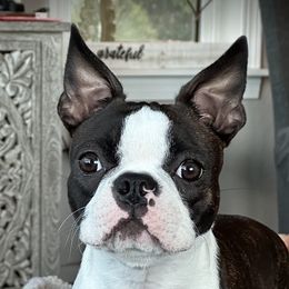 Peachy - Boston Terrier