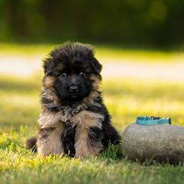 German Shepherd puppies from Free Indeed Shepherds