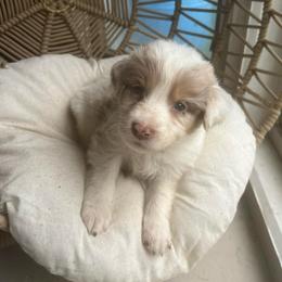 St.Nicholas - Red merle male Australian Shepherd puppy in Grants Pass, Oregon from Carmel Mountain Aussies