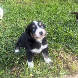 Teddy - Black tri-color male Australian Shepherd puppy in Cypress, Texas from Cypress Aussies