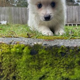 Pomsky Puppies from SeattlePomskies