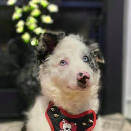 Border Collie Puppies from Willow Spring Border Collies