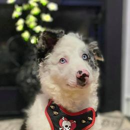Border Collie Puppies from Willow Spring Border Collies